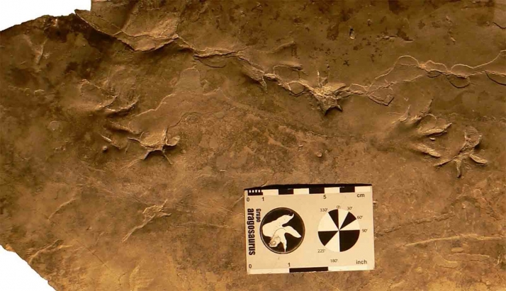 Los cocodrilos que convivieron con los dinosaurios en Tierras Altas caminaban más erguidos que los actuales