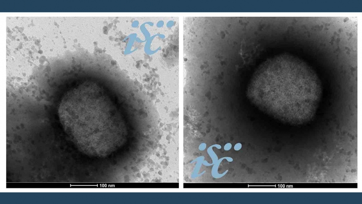 Obtienen en España la secuencia completa del genoma del virus de la viruela del mono 