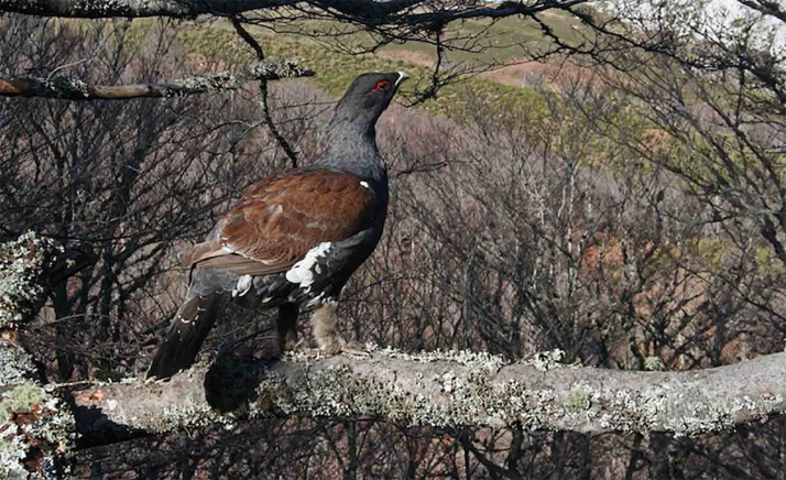 Regulado temporalmente el acceso a áreas críticas de urogallo en zonas de León