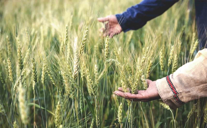 Sale la convocatoria provincial de ayudas para la experimentación agrícola