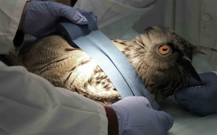 Abre la convocatoria para el voluntariado ambiental en el Centro de Recuperación de Aves de Valladolid