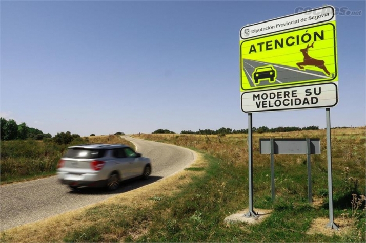 Castilla y León: Estos son los animales y las provincias con más accidentes de tráfico