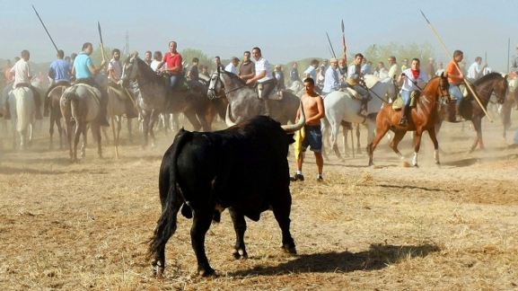 PACMA considera que el Toro de la Vega no es un espectáculo taurino tradicional