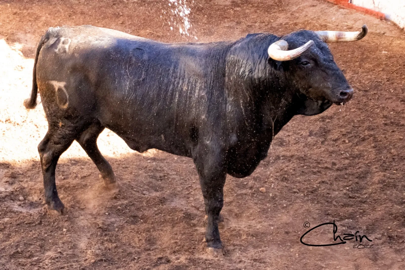 Uno de los toros para el festejo a caballo. /SN