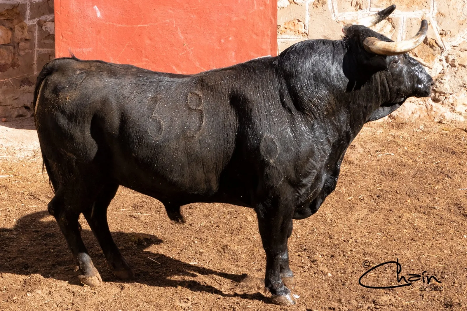 Uno de los toros para el festejo a caballo. /SN