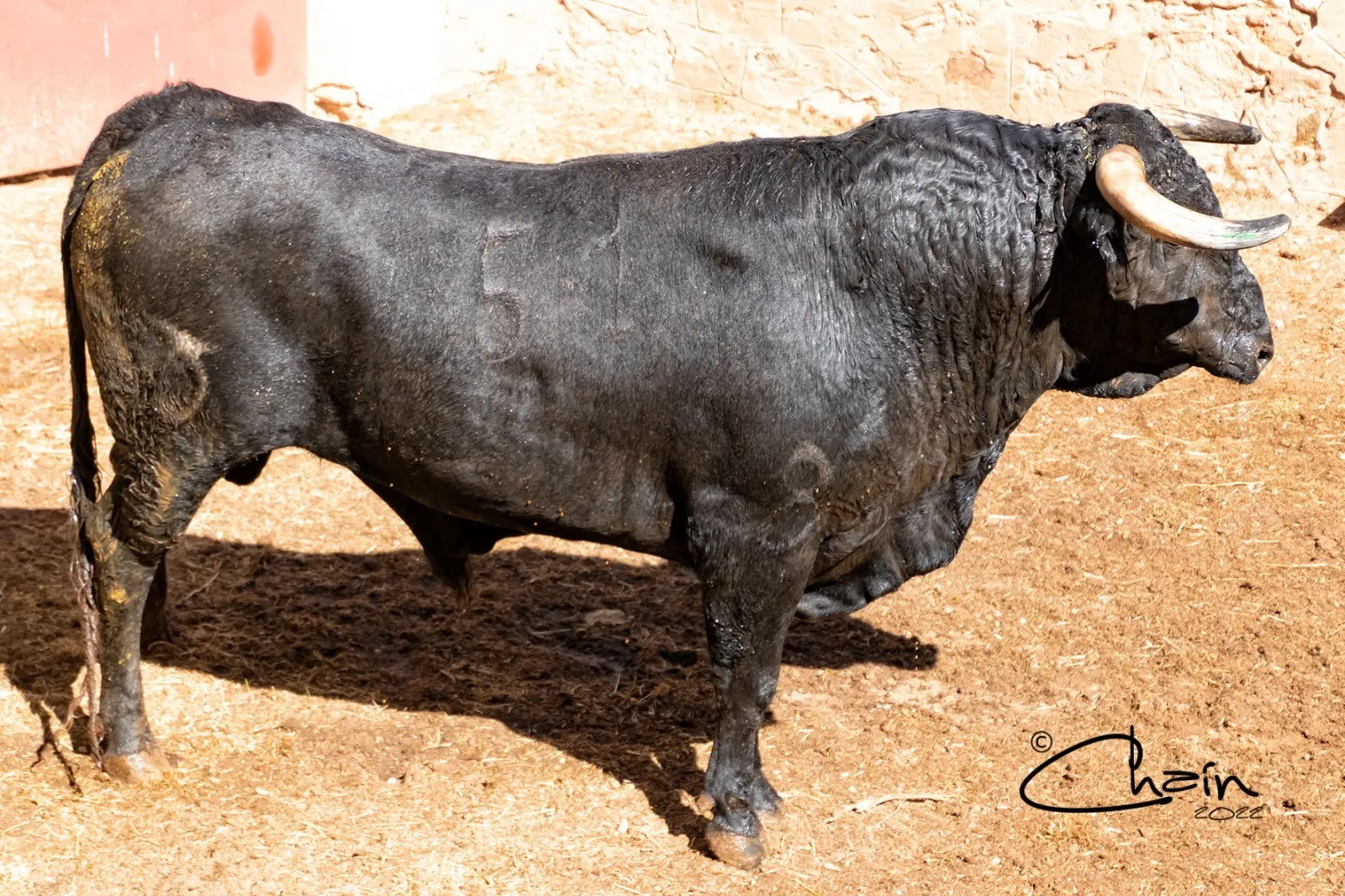 Uno de los toros para el festejo a caballo. /SN