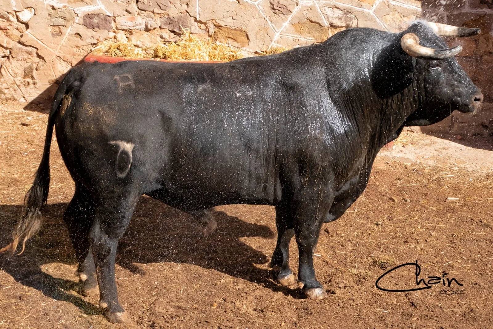 Uno de los toros para el festejo a caballo. /SN