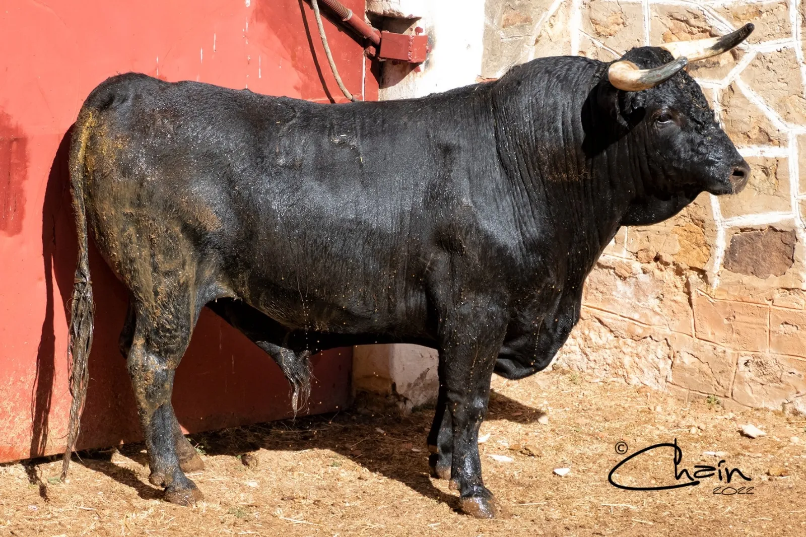 Uno de los toros para el festejo a caballo. /SN