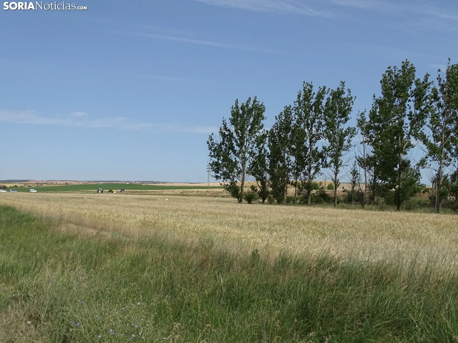 Foto 7 - Los campos de ensayo de Asaja, abiertos a visitantes