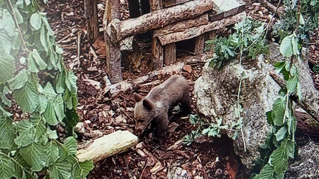 Foto 2 -  Fotos: El osezno recuperado en la provincia de Le&oacute;n evoluciona favorablemente