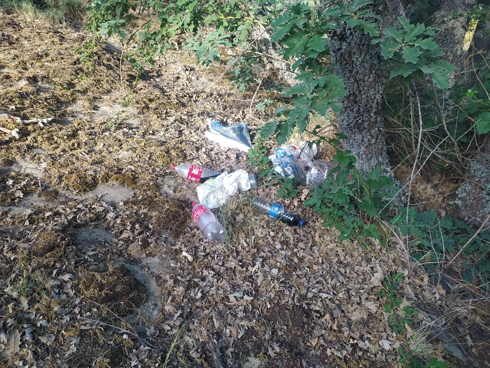 Imágenes facilitadas por Asden del estado del monte Valonsadero tras el Lavalenguas.