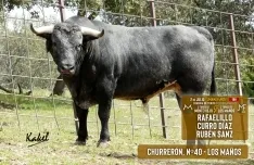 Foto 4 - Estos son los toros para el S&aacute;bado Ag&eacute;s
