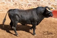Uno de los toros para el festejo a caballo. /SN