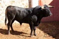Uno de los toros para el festejo a caballo. /SN