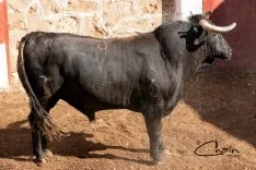 Uno de los toros para el festejo a caballo. /SN