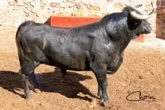 Uno de los toros para el festejo a caballo. /SN