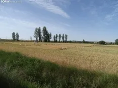 Foto 40 - Los campos de ensayo de Asaja, abiertos a visitantes