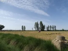 Foto 39 - Los campos de ensayo de Asaja, abiertos a visitantes