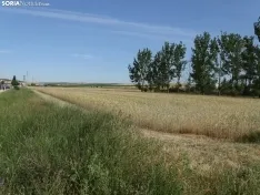 Foto 35 - Los campos de ensayo de Asaja, abiertos a visitantes