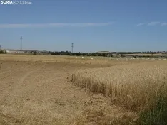 Foto 32 - Los campos de ensayo de Asaja, abiertos a visitantes