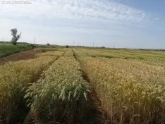 Foto 24 - Los campos de ensayo de Asaja, abiertos a visitantes