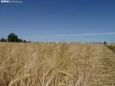 Foto 21 - Los campos de ensayo de Asaja, abiertos a visitantes