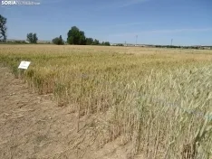 Foto 20 - Los campos de ensayo de Asaja, abiertos a visitantes
