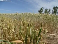 Foto 19 - Los campos de ensayo de Asaja, abiertos a visitantes