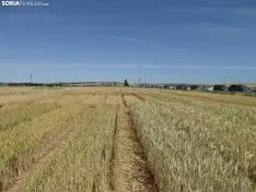 Foto 18 - Los campos de ensayo de Asaja, abiertos a visitantes