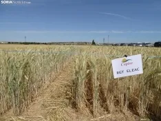 Foto 17 - Los campos de ensayo de Asaja, abiertos a visitantes