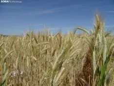 Foto 16 - Los campos de ensayo de Asaja, abiertos a visitantes