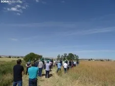 Foto 12 - Los campos de ensayo de Asaja, abiertos a visitantes