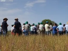 Foto 11 - Los campos de ensayo de Asaja, abiertos a visitantes