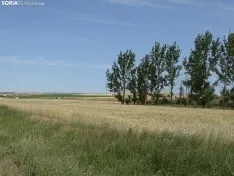Foto 7 - Los campos de ensayo de Asaja, abiertos a visitantes
