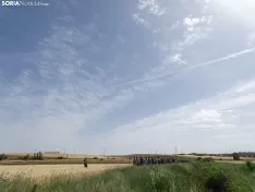 Foto 6 - Los campos de ensayo de Asaja, abiertos a visitantes