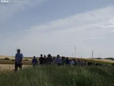 Foto 5 - Los campos de ensayo de Asaja, abiertos a visitantes