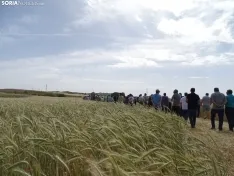 Foto 50 - Los campos de ensayo de Asaja, abiertos a visitantes