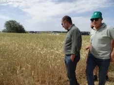 Foto 49 - Los campos de ensayo de Asaja, abiertos a visitantes