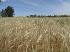 Foto 46 - Los campos de ensayo de Asaja, abiertos a visitantes