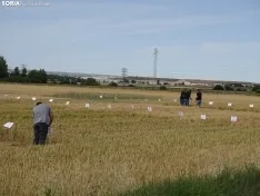 Foto 42 - Los campos de ensayo de Asaja, abiertos a visitantes