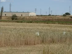 Foto 41 - Los campos de ensayo de Asaja, abiertos a visitantes