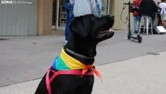 Mañana del orgullo LGTB en Soria. /SN