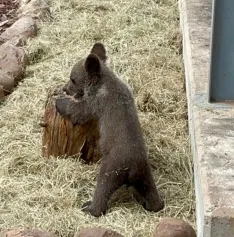 Foto 5 -  Fotos: El osezno recuperado en la provincia de Le&oacute;n evoluciona favorablemente