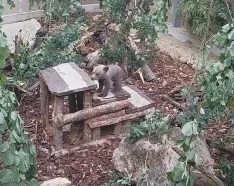 Foto 4 -  Fotos: El osezno recuperado en la provincia de Le&oacute;n evoluciona favorablemente