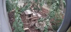 Foto 3 -  Fotos: El osezno recuperado en la provincia de Le&oacute;n evoluciona favorablemente