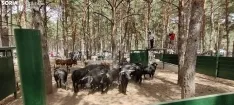 Los doce novillos descansan en La Venta del Aire.
