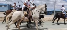 Un novillo, a la carrera por Losán.