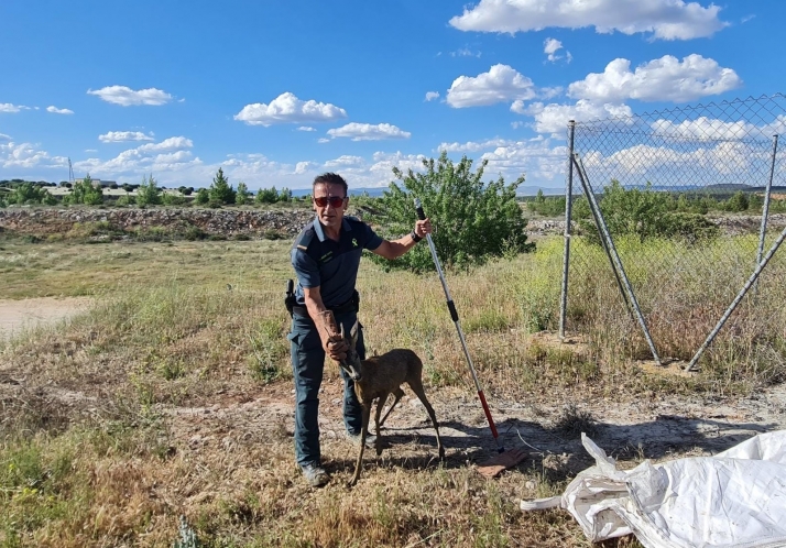 Vídeo: Rescatan a un corzo que había caído a una balsa de purines en Soria