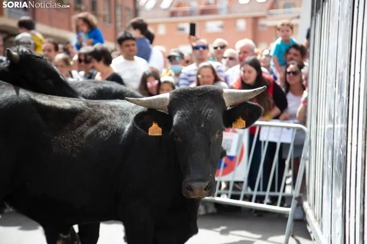 Trashumancia y Encierro de Carretones 2022
