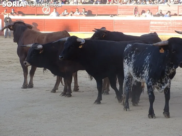 San Juan. Soria. Desencajonamiento 2022